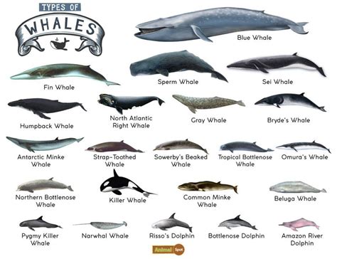 scientific name of whale.